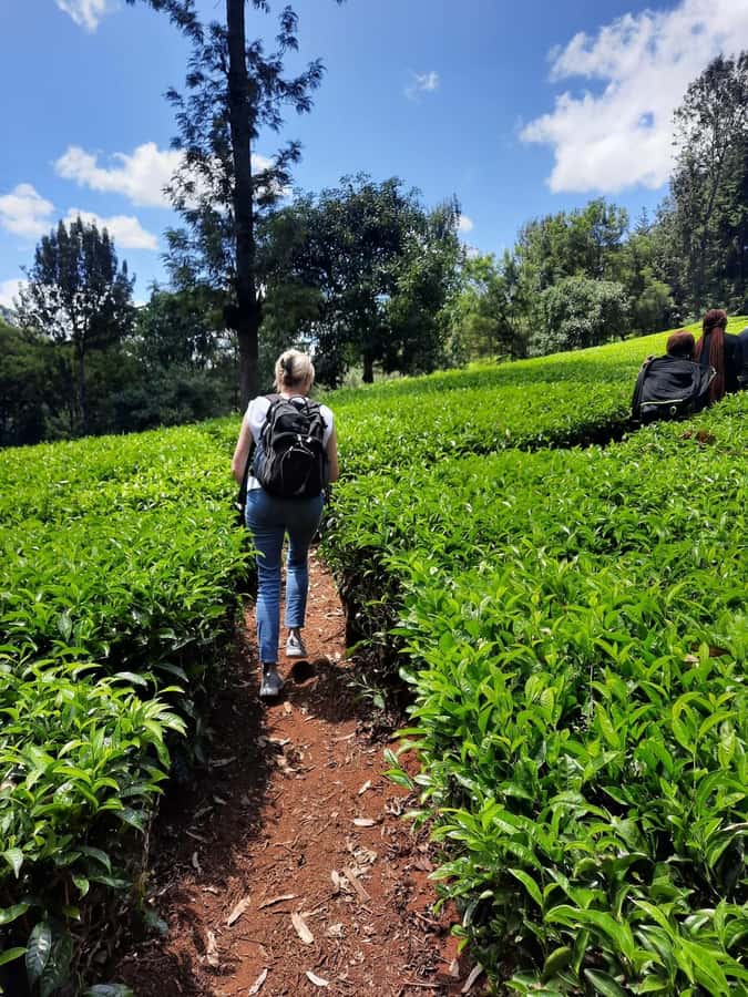 Nairobi: Tea Farm Day Trip with Lunch at kiambethu - The indigenous forest and waterfall walk