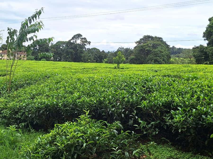 Nairobi: Tea Farm Day Trip with Lunch at kiambethu - Gardens, bonfire, and the pace of the afternoon
