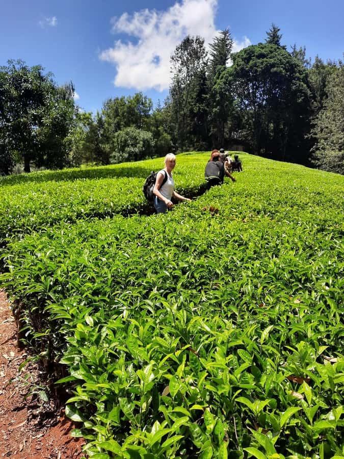 Nairobi: Tea Farm Day Trip with Lunch at kiambethu - The morning start and journey from Nairobi