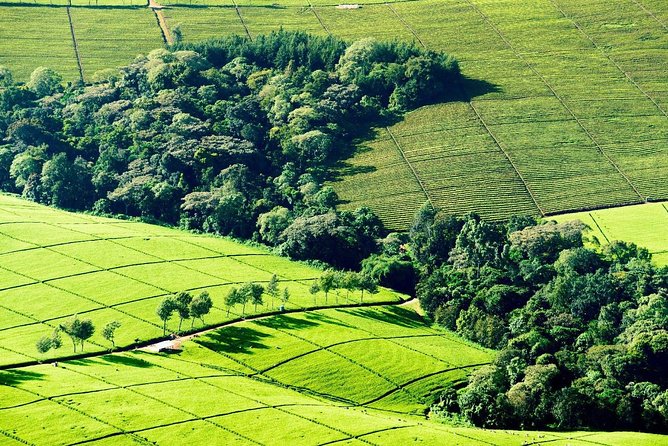 Nairobi to Kiambethu Tea Farm Tour - Why Kiambethu makes a good break from Nairobi