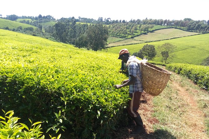 Nairobi to Kiambethu Tea Farm Tour - Walking through the tea fields
