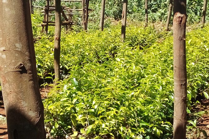 Nairobi to Kiambethu Tea Farm Tour - The indigenous forest and possible colobus monkeys