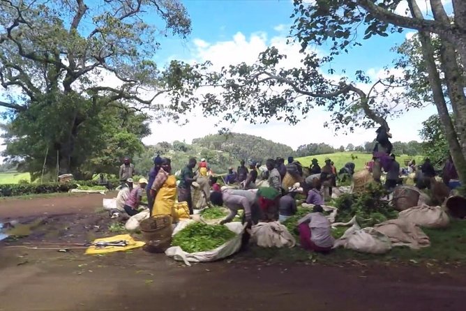 Nairobi to Kiambethu Tea Farm Tour - Is the $108 price fair?