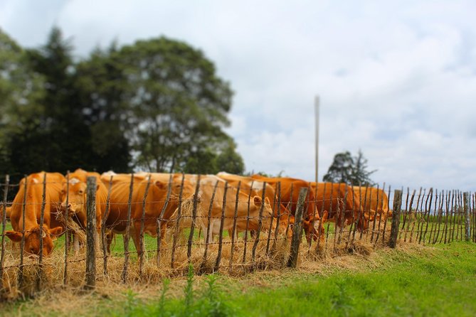 Nairobi to Kiambethu Tea Farm Tour - Timing, closures, and practical planning
