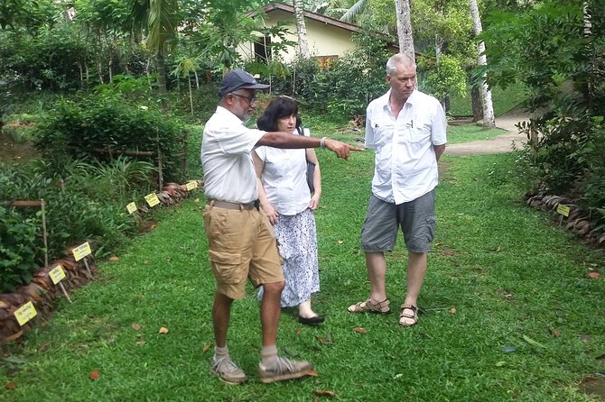 Nandana Tea Walking Tour in Sri Lanka - Timing, meeting point, and practical details