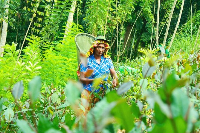 Nandana Tea Walking Tour in Sri Lanka - Who will enjoy Nandana most
