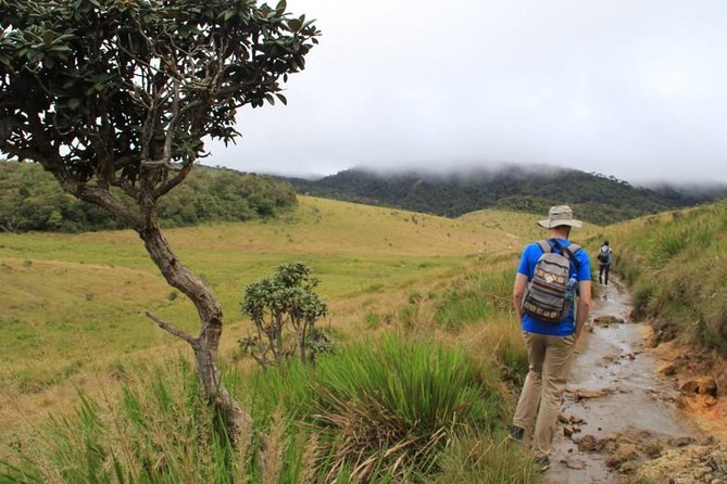 Nuwara Eliya: All Inclusive Horton Plains & Tea Plucking Day Trip - Key points to know before booking