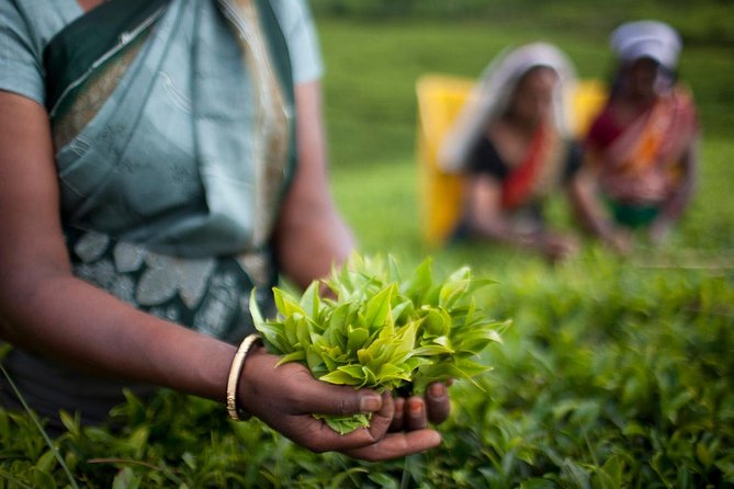 Nuwara Eliya: All Inclusive Horton Plains & Tea Plucking Day Trip - The walk to World’s End and Baker’s Falls
