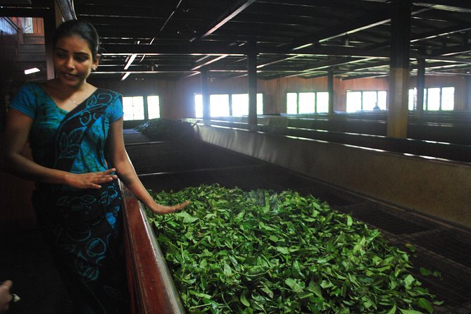 Nuwara Eliya: All Inclusive Horton Plains & Tea Plucking Day Trip - Lunch after the morning hike