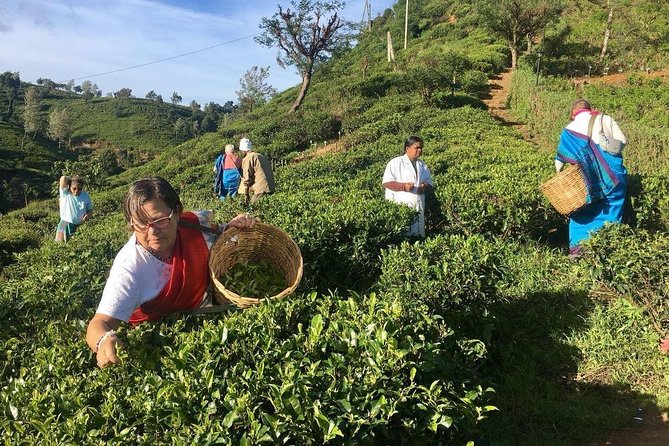 Nuwara Eliya: All Inclusive Horton Plains & Tea Plucking Day Trip - Is $93 a fair price?