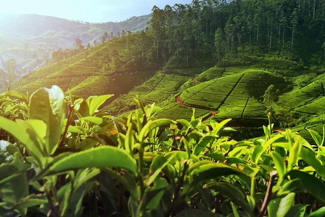 Nuwara Eliya: All Inclusive Horton Plains & Tea Plucking Day Trip - A closer look at the park’s wildlife
