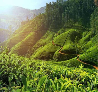 Nuwara Eliya: Tea Factory and Pickle Waterfalls Tuk Tuk Tour