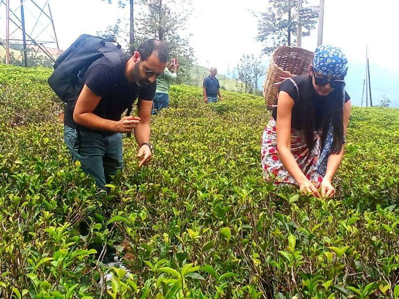 Nuwara Eliya: Tea Factory and Pickle Waterfalls Tuk Tuk Tour - Blue Field Tea Factory and a second perspective