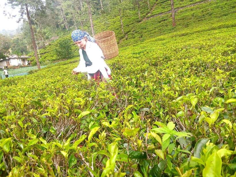 Nuwara Eliya: Tea Factory and Pickle Waterfalls Tuk Tuk Tour - The best timing for a four to five hour outing