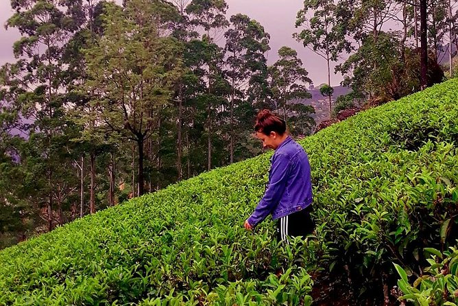 Nuwara Eliya Tea factory and waterfall tour - Oak Ray Tea Factory and Museum