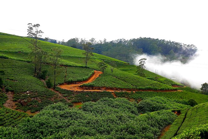 Nuwara Eliya Tea factory and waterfall tour - What the $50 group price really covers