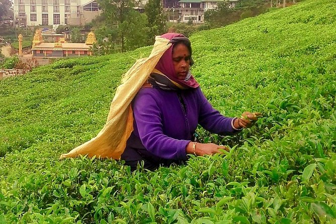 Nuwara Eliya Tea factory and waterfall tour - The private format and guiding style