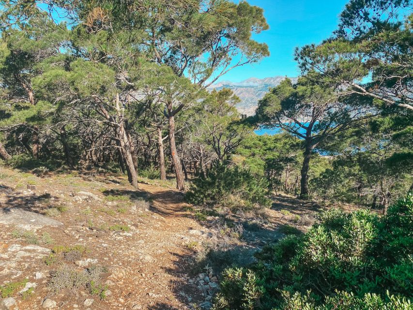 Pigadia: Agia Kyriaki Guided Hike with Coffee/Tea and Raki - Returning through pine-scented woods