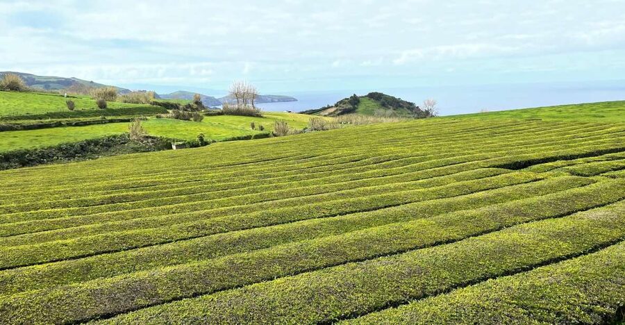 Privat van tour Furnas valley, Gorreana tea – islands gems - Gorreana Tea Factory shows São Miguel’s gentler side