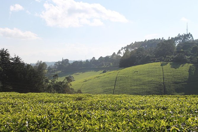 Private Day Trip to Kiambethu Tea Farm in Limuru from Nairobi - Why Kiambethu makes a good Nairobi escape