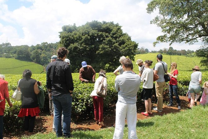 Private Day Trip to Kiambethu Tea Farm in Limuru from Nairobi - Tea, biscuits, and the story of a 1910 farm