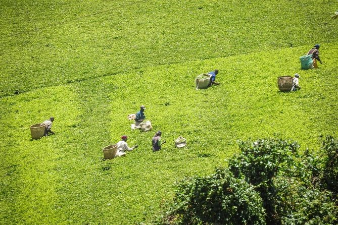 Private Day Trip to Kiambethu Tea Farm in Limuru from Nairobi - Who will enjoy this day trip most