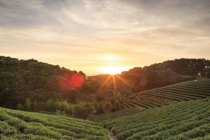 Private Day Trip to Kiambethu Tea Farm in Limuru from Nairobi - The morning drive from Nairobi to Limuru