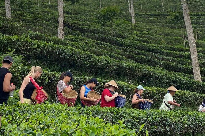 Private Half-Day Tea Village Discovery with lunch in Yogyakarta - Key points at a glance