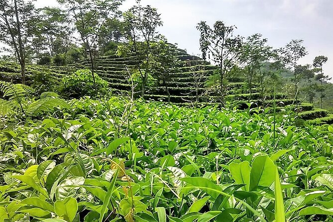 Private Half-Day Tea Village Discovery with lunch in Yogyakarta - A tea lesson with your hands, not just your camera