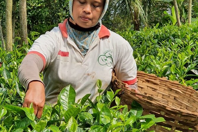 Private Half-Day Tea Village Discovery with lunch in Yogyakarta - Setting out from Joglo Menoreh Resto