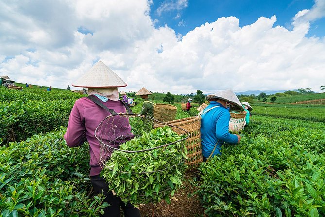Private Hangzhou Day Tour to West Lake, Lingyin Temple, Tea Village, Old Pagoda - Why this private Hangzhou day works