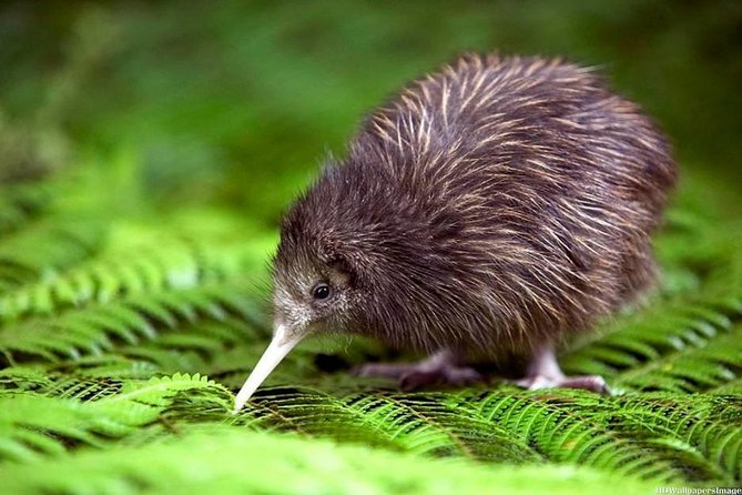 Private tour from Auckland - Waitomo Glowworm Caves, Zealong Tea & Kiwi Bird - Why this private Waikato day works