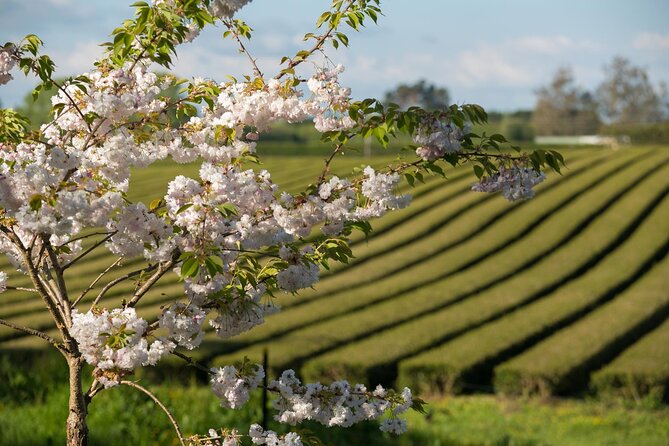 Private tour from Auckland - Waitomo Glowworm Caves, Zealong Tea & Kiwi Bird - Otorohanga Kiwi House: a better chance to see New Zealand’s national bird