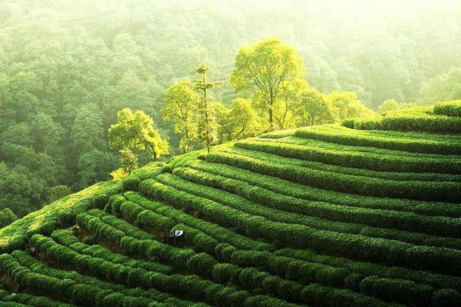 Private Tour Hangzhou West Lake and Tea Fields Discovery - From the lake to a farmhouse lunch at Meijia Dock