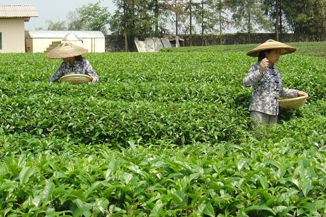 Private Tour: Yao Mountain and Tea Plantation from Guilin - What to expect at the mountain resort