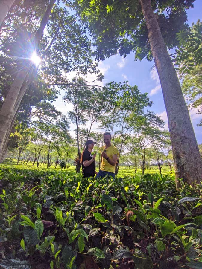 Private Trip Malang/Surabaya : Tour Tea Plantation Wonosari - What makes Wonosari worth your morning