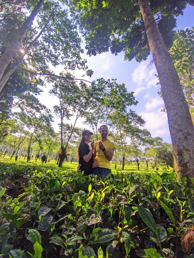 Private Trip Malang/Surabaya : Tour Tea Plantation Wonosari - Walking among the tea plants