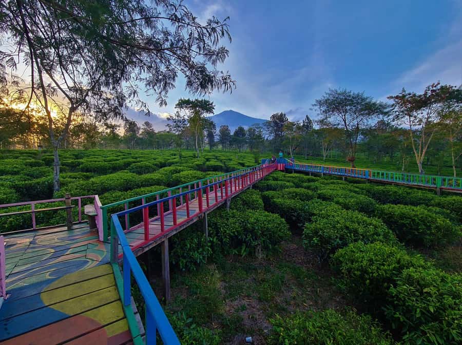 Private Trip Malang/Surabaya : Tour Tea Plantation Wonosari - Is the $47 price good value?