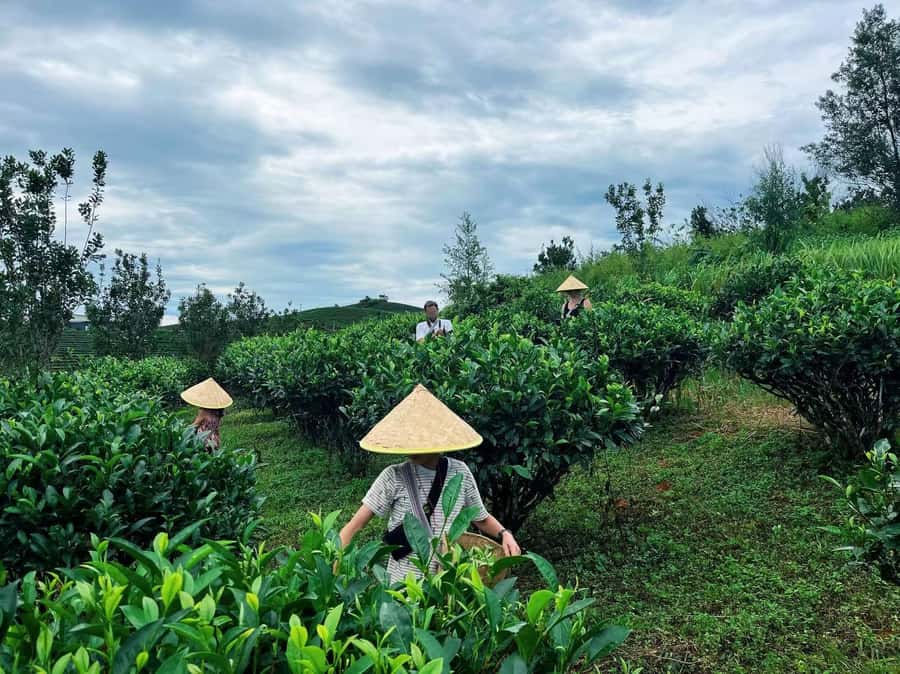 Puer Tea Picking and Tasting | 6 Hour Morning Trip - Why picking leaves changes the way you taste Pu’er