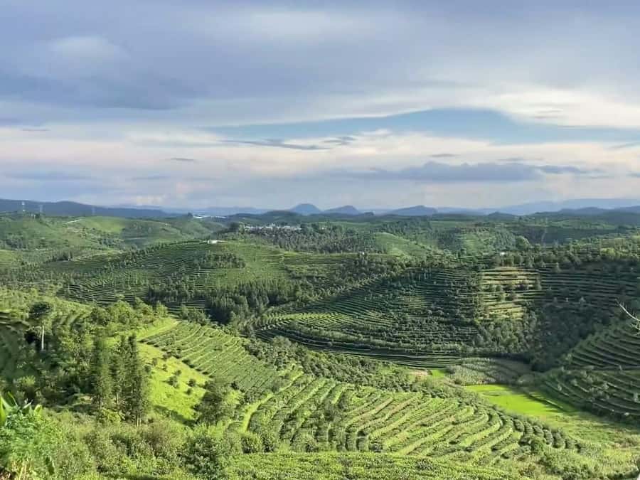 Puer Tea Picking and Tasting | 6 Hour Morning Trip - The tasting is better after the farm visit