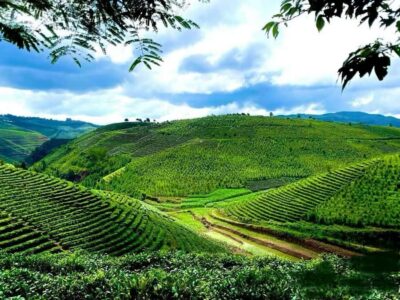 Puer Tea Picking and Tasting | 6 Hour Morning Trip