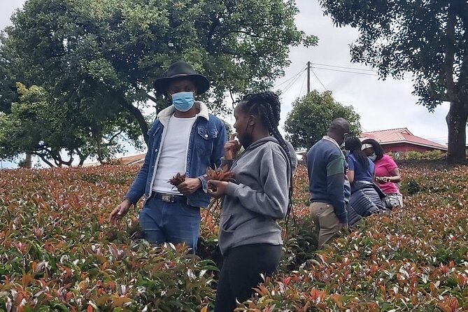 Purple Tea Farm Tour from Nairobi City - Specialty Tea Tasting - Key points to know before booking