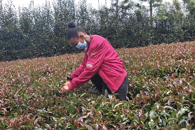 Purple Tea Farm Tour from Nairobi City - Specialty Tea Tasting - Learning the traditional orthodox processing method