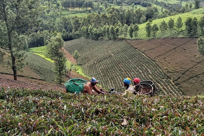 Purple Tea Farm Tour from Nairobi City - Specialty Tea Tasting - Walking from the farm to the waterfall