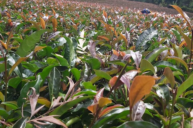 Purple Tea Farm Tour from Nairobi City - Specialty Tea Tasting - Meeting a tea-growing family in Gatanga