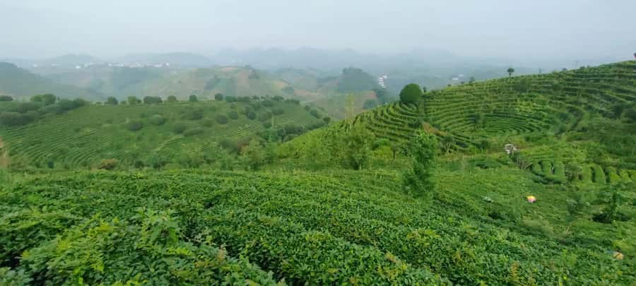 Qixianfeng Tea Plantation Tour in Yangshuo - Picking the leaves yourself