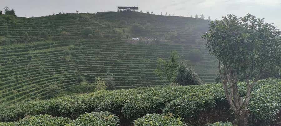 Qixianfeng Tea Plantation Tour in Yangshuo - Walking through the Qixianfeng tea fields