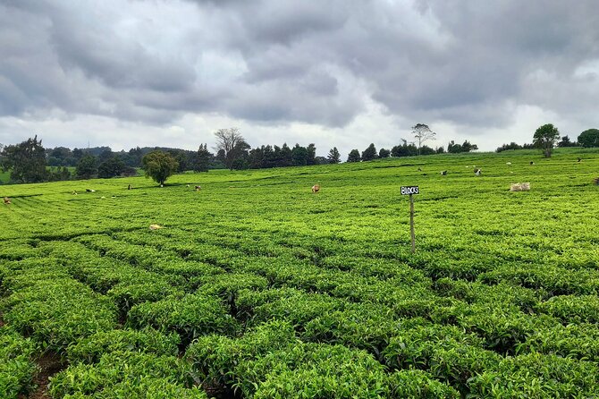 Riara tea farm tour with lunch and tea tasting from Nairobi - The practical rhythm of a five-hour outing
