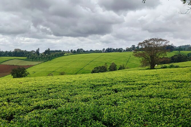 Riara tea farm tour with lunch and tea tasting from Nairobi - The main strengths and limitations