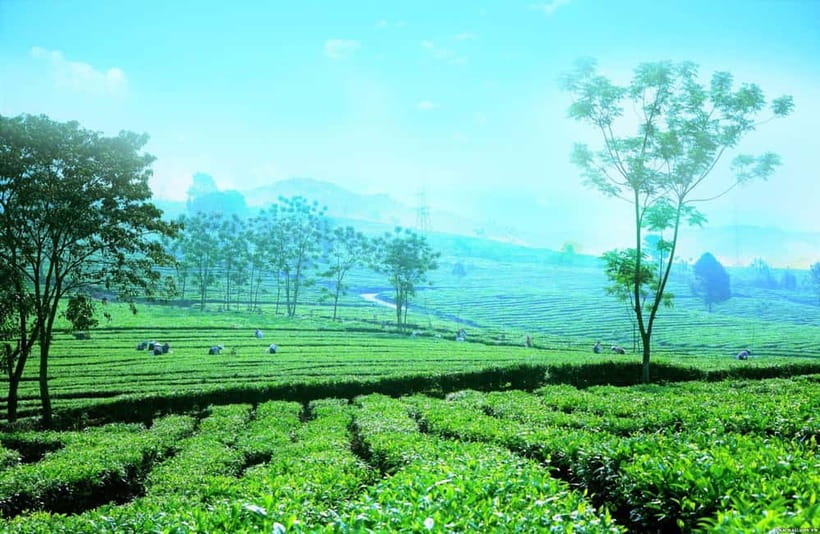 Sapa to Waterfall, Green Tea Farm with motorbike driver - Key points to know before booking